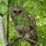 Barred Owl