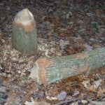 Tree Gnawed Through By Beaver