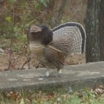 Ruffled Grouse