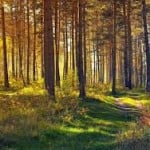 Forest With Sunlight Glimmering Through