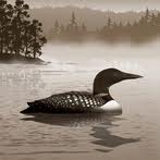 Swimming Loon