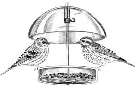 Feeding the birds